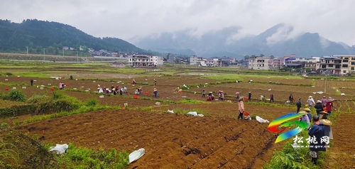 普觉镇干背河村:村民既学技能又创收