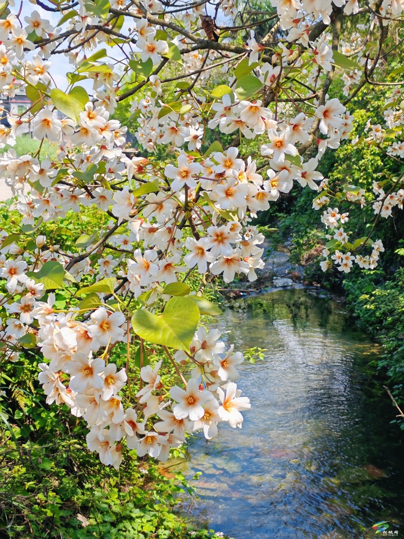 【多彩贵州·花漾中国】世昌街道：桐子花开正旖旎