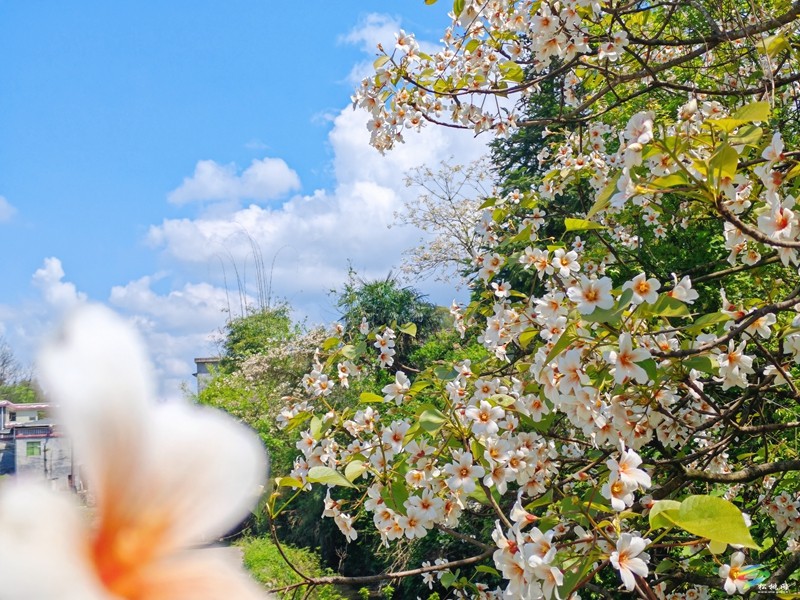 【多彩贵州·花漾中国】世昌街道：桐子花开正旖旎