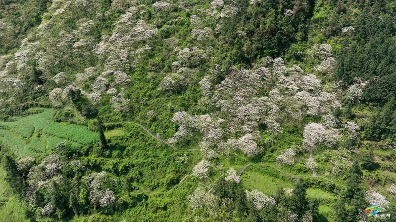 【多彩贵州·花漾中国】世昌街道：桐子花开正旖旎