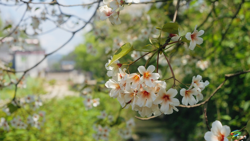 【多彩贵州·花漾中国】世昌街道：桐子花开正旖旎