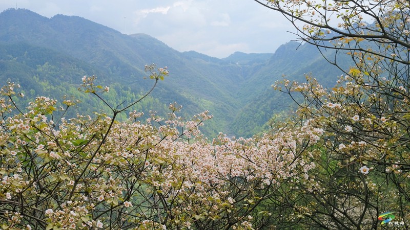 【多彩贵州·花漾中国】世昌街道：桐子花开正旖旎