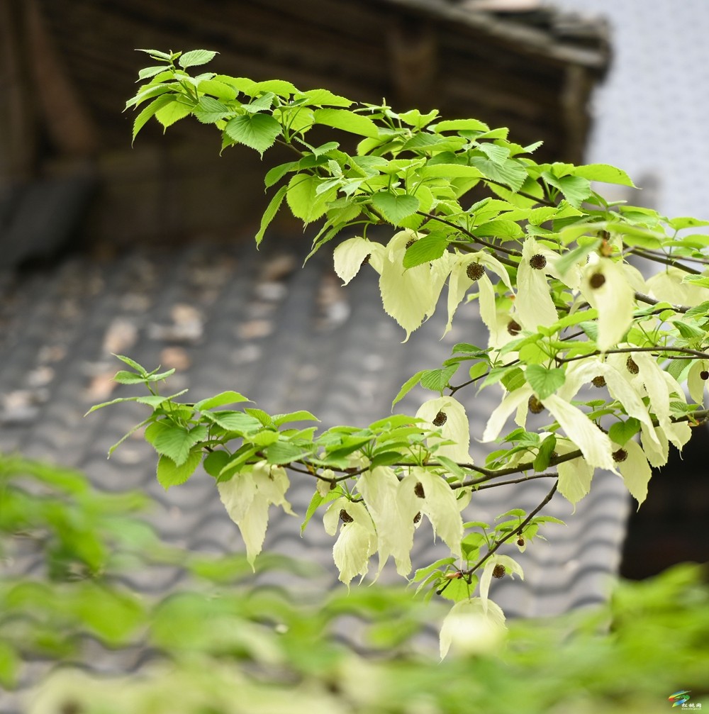 【多彩贵州·花漾中国】松桃：梵净山下 鸽子花开