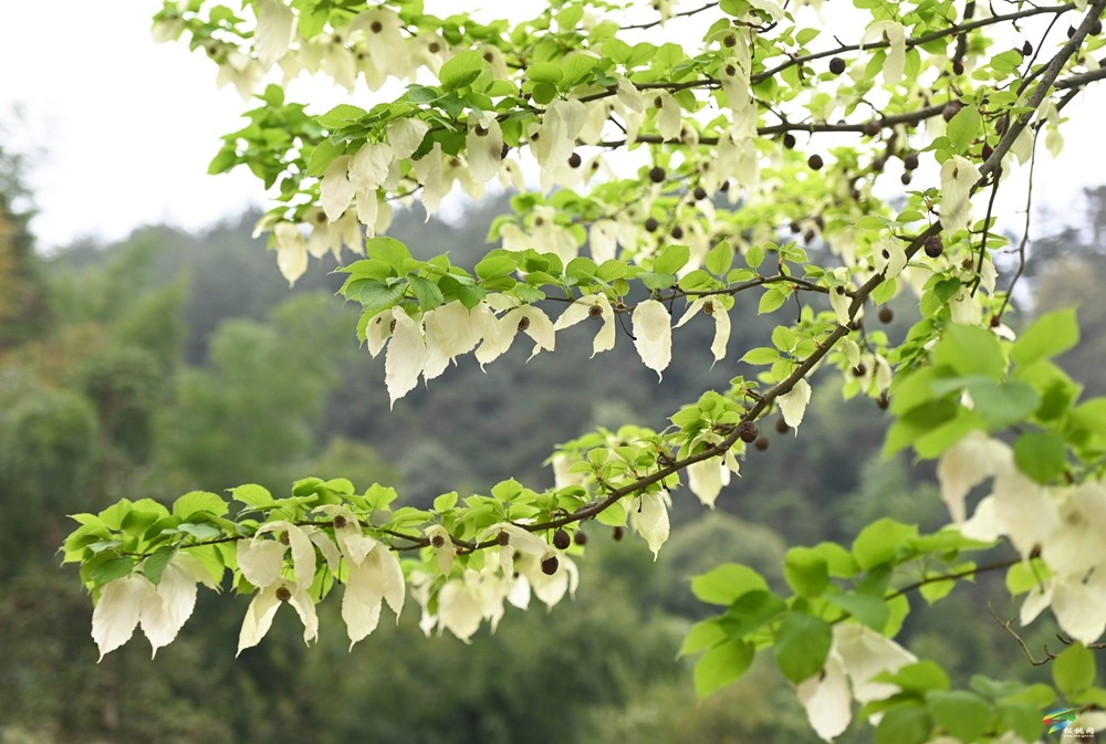 【多彩贵州·花漾中国】松桃：梵净山下 鸽子花开