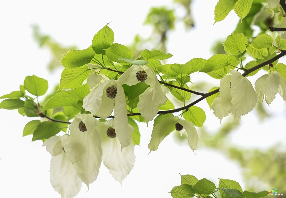 【多彩贵州·花漾中国】松桃：梵净山下 鸽子花开