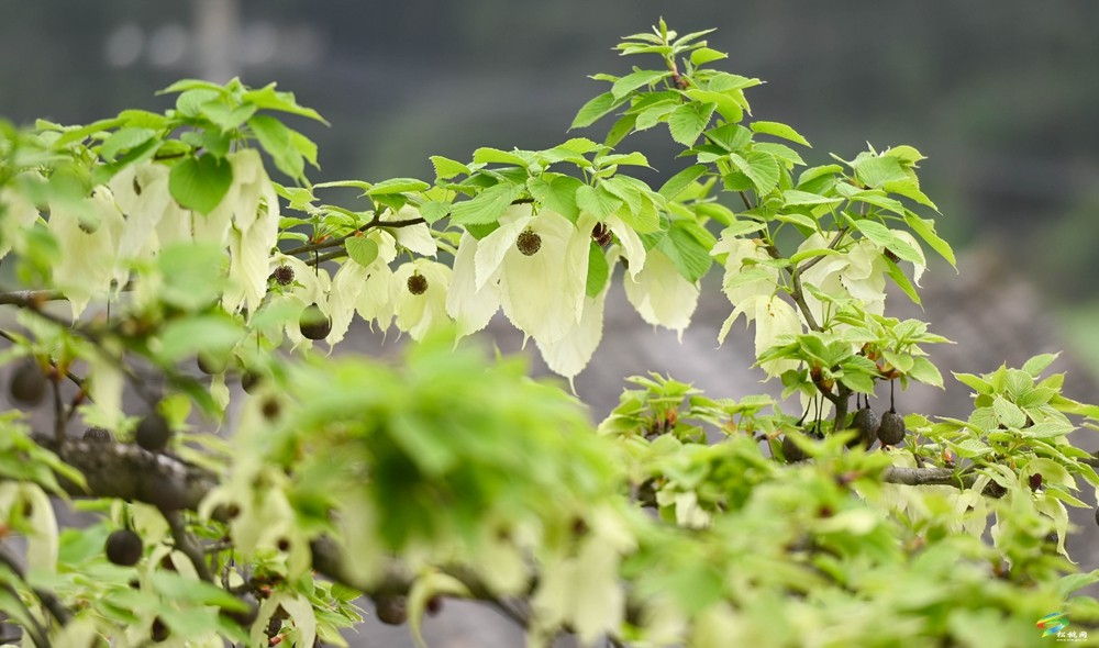 【多彩贵州·花漾中国】松桃：梵净山下 鸽子花开