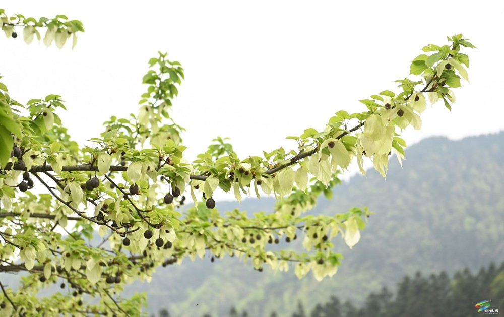 【多彩贵州·花漾中国】松桃：梵净山下 鸽子花开