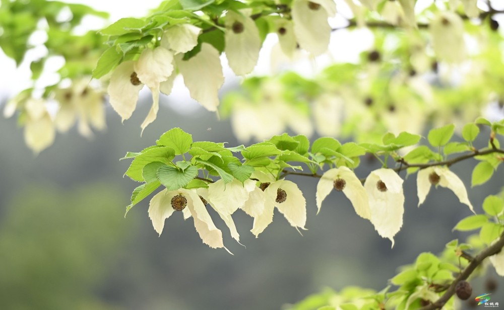 【多彩贵州·花漾中国】松桃：梵净山下 鸽子花开