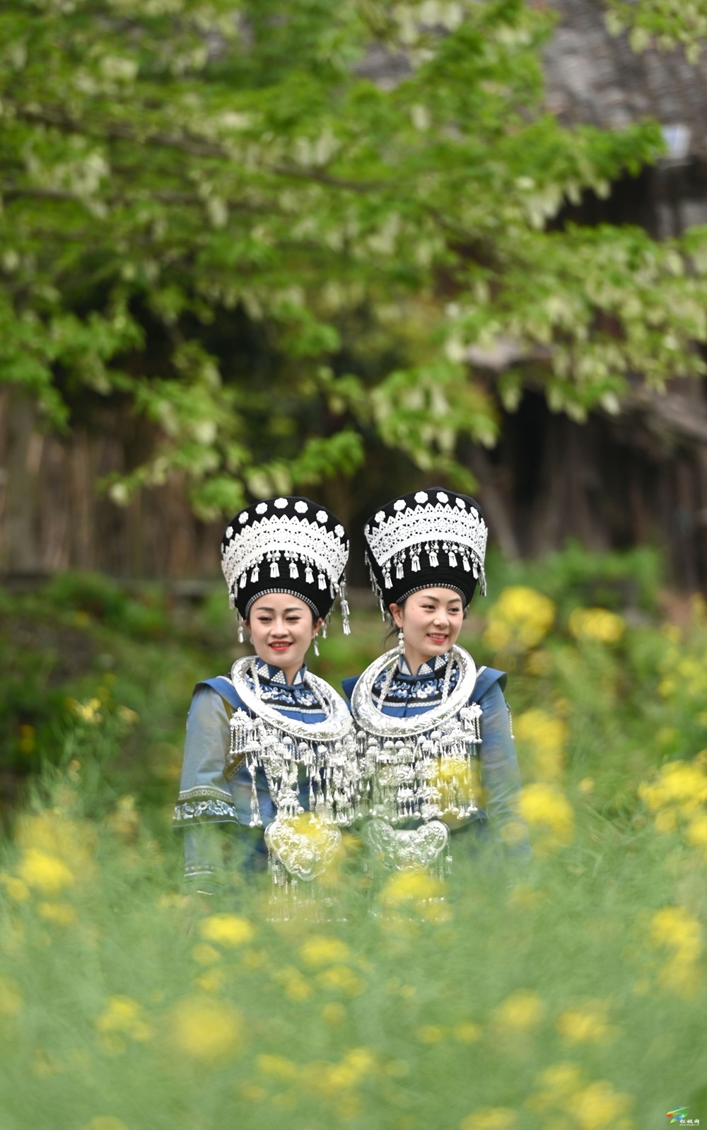 【多彩贵州·花漾中国】松桃：梵净山下 鸽子花开