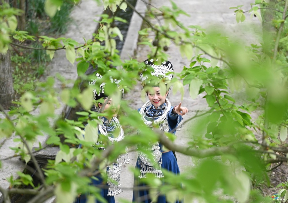 【多彩贵州·花漾中国】松桃：梵净山下 鸽子花开