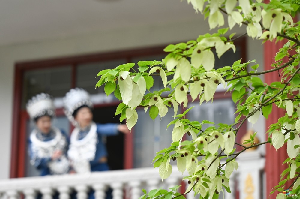 【多彩贵州·花漾中国】松桃：梵净山下 鸽子花开