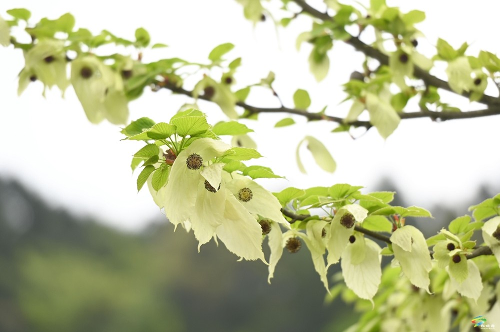 【多彩贵州·花漾中国】松桃：梵净山下 鸽子花开