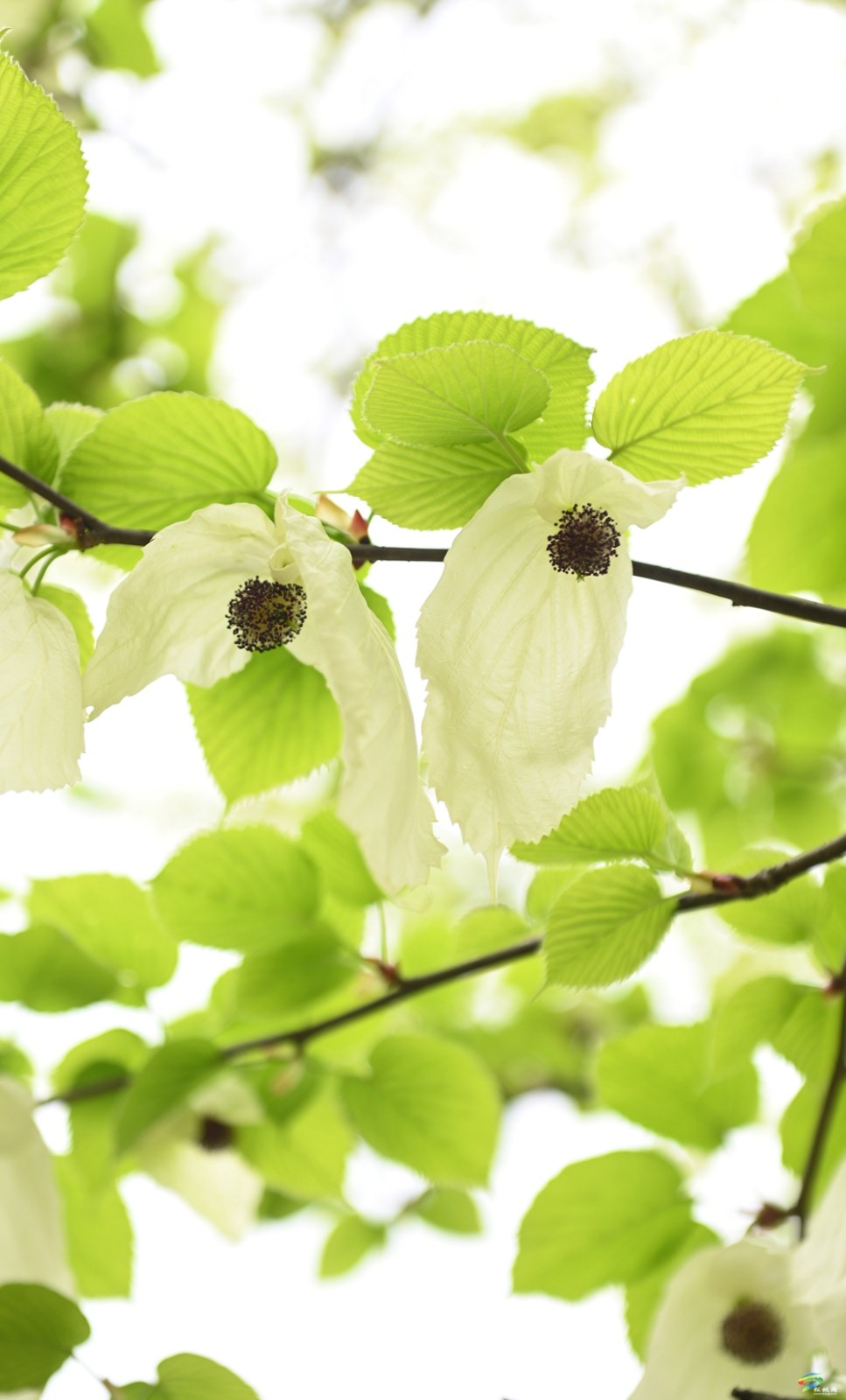 【多彩贵州·花漾中国】松桃：梵净山下 鸽子花开