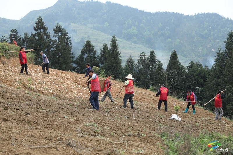 【奋进的春天】平头镇：向土地要财富 让荒山变金山