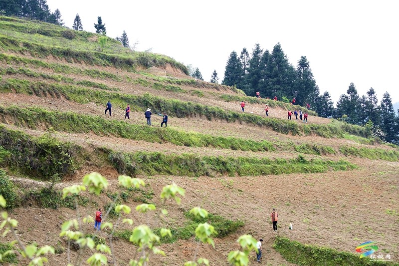 【奋进的春天】平头镇：向土地要财富 让荒山变金山