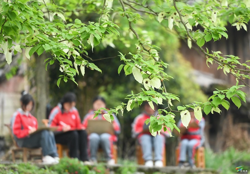 【多彩贵州·花漾中国】松桃：梵净山下 鸽子花开