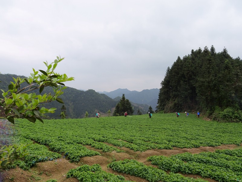 【奋进的春天】苗乡药材迎风长