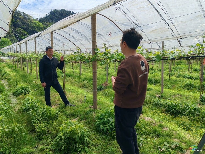 【奋进的春天】阳光玫瑰撑开田间地头好“钱”景