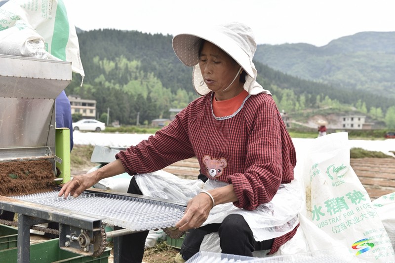 【奋进的春天】普觉镇:自动化育秧 让春耕生产跑出“加速度”