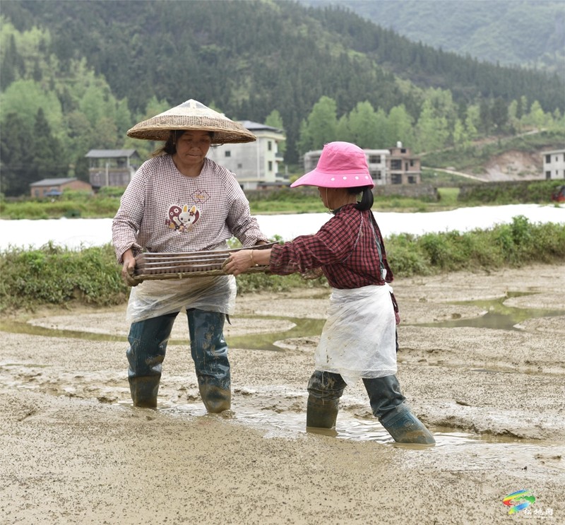 【奋进的春天】普觉镇:自动化育秧 让春耕生产跑出“加速度”