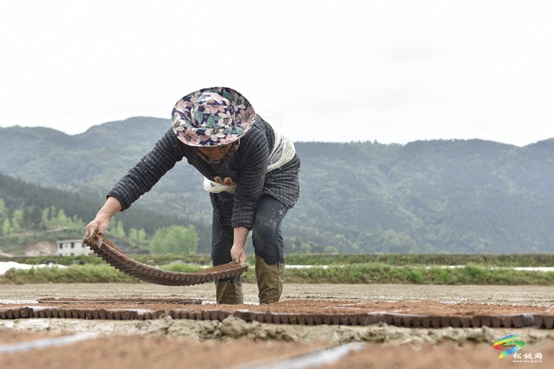 【奋进的春天】普觉镇:自动化育秧 让春耕生产跑出“加速度”