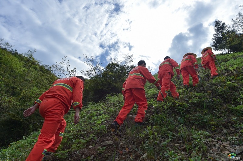 松桃阳雀林场：守护万亩青山  构筑绿色屏障