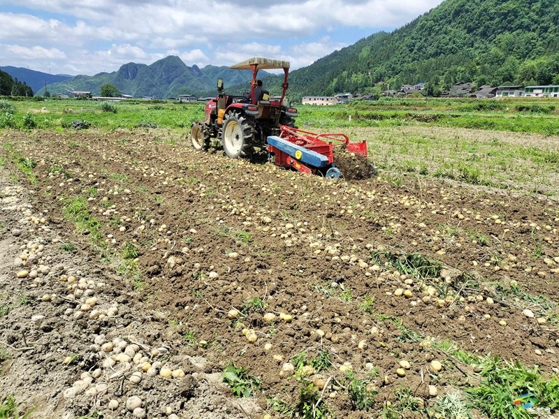 松桃：开展马铃薯示范基地测产验收