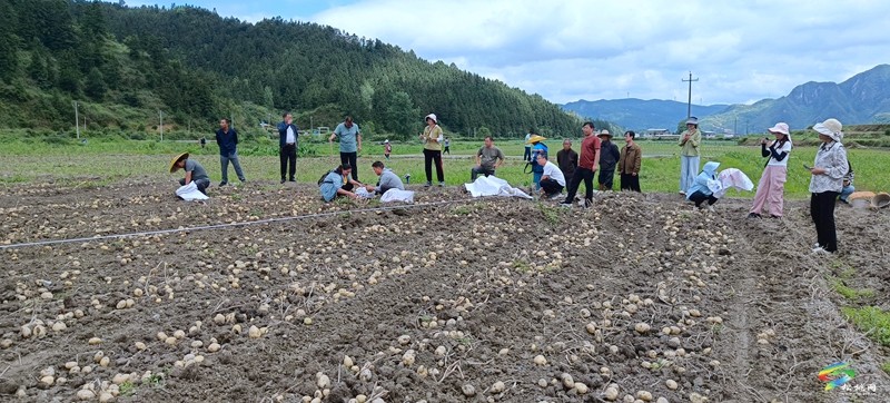 松桃：开展马铃薯示范基地测产验收