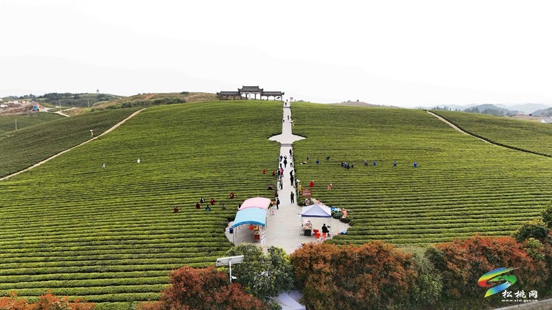 【网络中国节·清明】松桃：风筝载茶香 苗服映春山