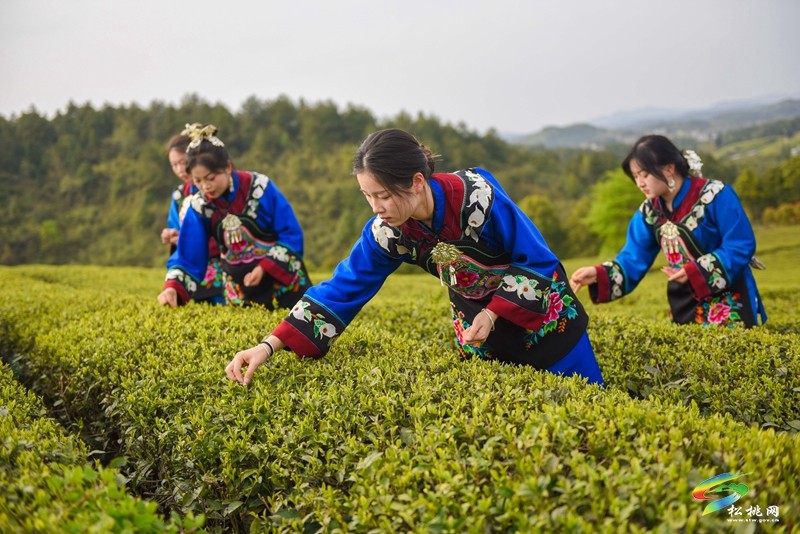 【网络中国节·清明】松桃：风筝载茶香 苗服映春山