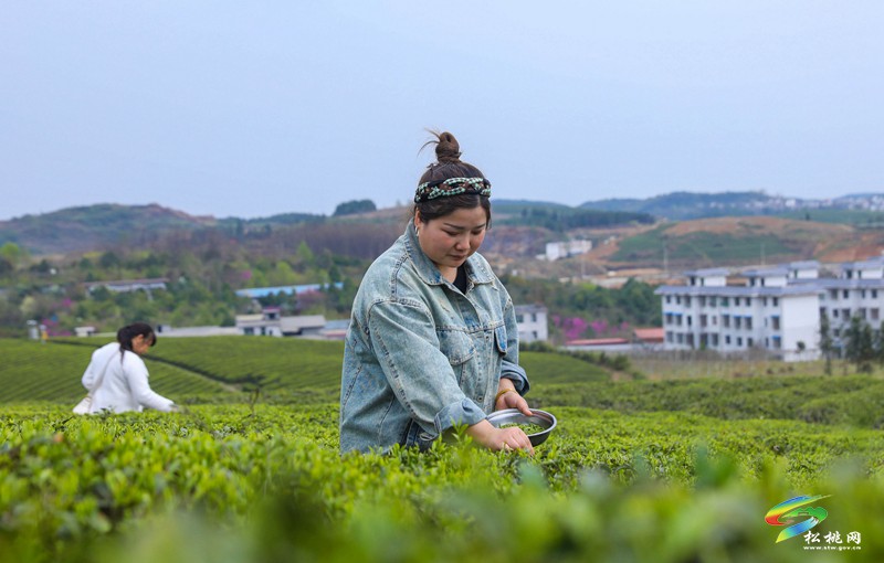 【网络中国节·清明】松桃：风筝载茶香 苗服映春山