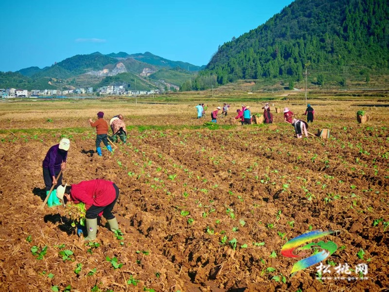 以产业“金钥匙”打开医保“缴费门” 普觉镇党建引领破解民生保障难题