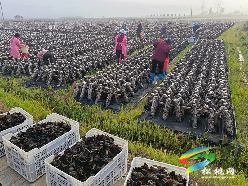以产业“金钥匙”打开医保“缴费门” 普觉镇党建引领破解民生保障难题